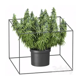 FLOWER PACK Cannabis